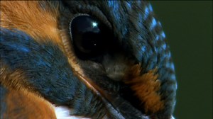 Ireland's Wild River ~ Kingfisher, the great fisherman of the Shannon | Nature | PBS