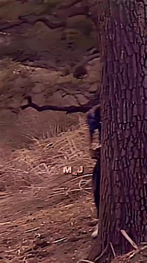 Say Say Say - Michael Jackson and Paul McCartney Performance