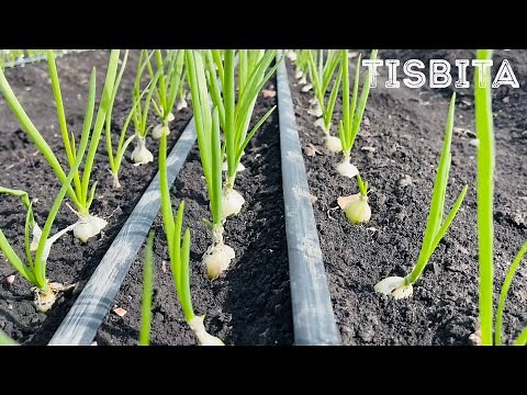 CULTIVO DE CEBOLLA COMO HACEMOS EL CEBOLLÍN