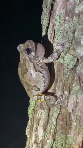 Cope’s Gray Tree frog call #frog #frogs #wildlife #froggy #animals #wildlifeeducation