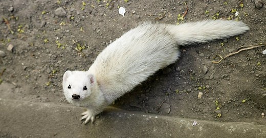 Mongoose vs Ferret: What Are the Differences?