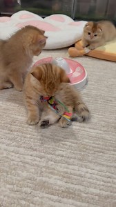 7.7K views · 47K reactions | Show u my rabbit kick rabbit    ...