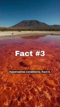 Lake Natron: The Deadliest Lake on Earth That Turns Animals to Stone