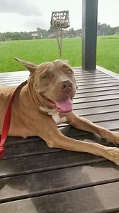 6.8M views · 10K reactions | Pittie found in garbage dump is such a wiggly-butt now — let's find her a home! 殺️ | The Dodo | Facebook