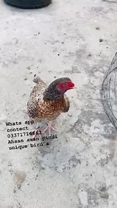 2K views · 253 reactions | Avlible | Ahsan awan - pindi aseel | Facebook