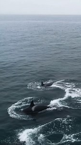 2K views · 113 reactions | Stunningly beautiful creatures.. ❤殺 | Orca Lovers | Facebook