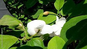 The famous gardens of Butchert on Victoria Island. Canada. The Butchart Gardens