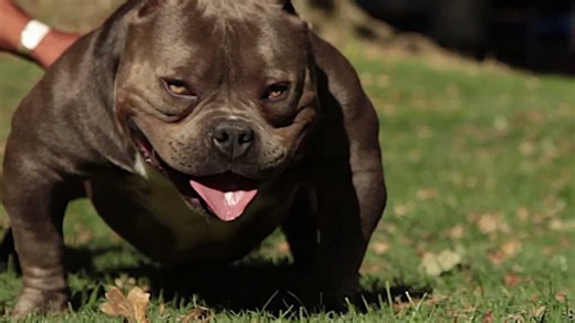 Exotic bully dog - USO