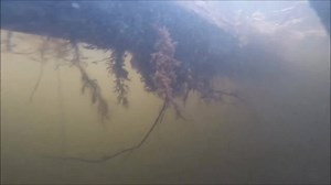 4.2K views · 65 reactions | A short video showing some of the fish that swim free near to the cages in Lake of Menteith. | Lake of Menteith Fisheries | Facebook