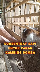 5.1K views · 47 reactions | Konsentrat sapi untuk pakan kambing domba | Ternak Tani Jaya | Facebook