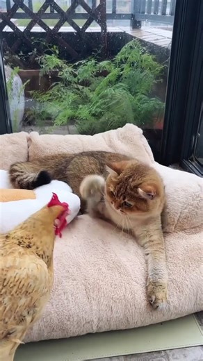 Nonstop Funny Cats 😂 | Cute, Viral & Crazy Cat Moments 🐱 #shorts #shortsfeed #youtubeshorts