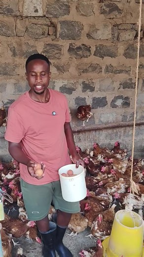 #farming #poultryfarming #poultry #youngfarmerschallenge