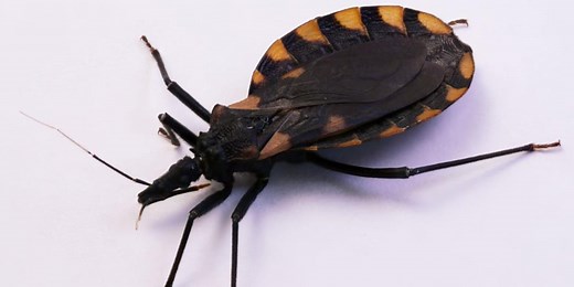CDC releases details on Chagas, an emerging disease that’s spread by blood-sucking ‘kissing bugs’
