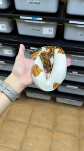 What do we feed our Ball Pythons, and how do we know the right prey size? I get this question a lot from beginners and aspiring keepers, so let’s talk about it in this video. ☺️ If you have more feeding questions, leave it in the comments and we’ll try our best to answer them ☺️🙏🏽 | Arcandrez Ball Pythons