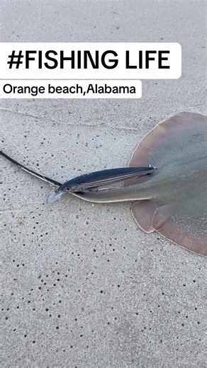 Went fishing to the beach at orange beach alabama, and was able to catch this manta ray. It was mu first time catching this. It was a great experience. #fishinglife #fishingtiktoks #LIVEIncentiveProgram #LIVECanBeEasy #PaidPartnership