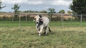 1.3K views · 120 reactions | Now available! Several higher quality bulls from Heritage Cattle. pm me for pedigrees and prices. | Heritage Cattle Co. | Facebook