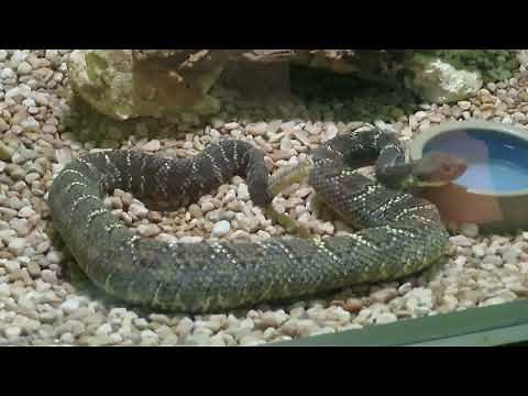 Reptile World Serpentarium Full Tour 2022