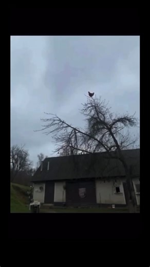 Tree_chicken on Instagram