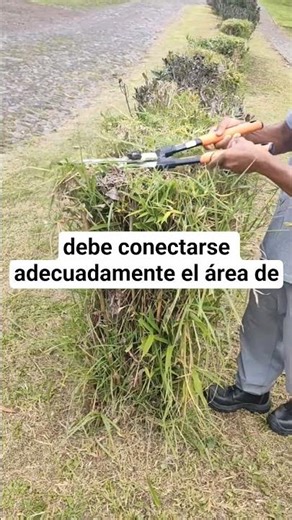 Apraxia Ideatoria: la desconexión de Wernicke con lo motor #neuropsicologia