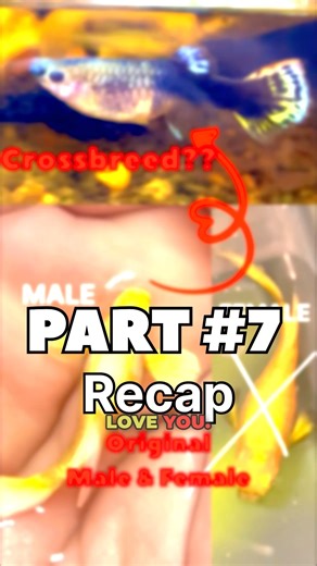 Crossbreeding guppies! Monthly recap #guppies #fishbreeding #mollyfish #aquarium