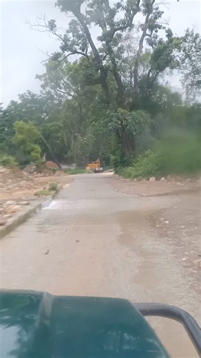 Jim Corbett National Park Jungle Safari #corbettnationalpark | Jim Corbett Wildlife & Nature View