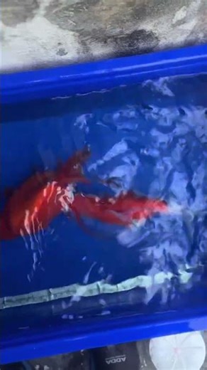 What's it like when goldfish chase each other to breed? #fish #goldfish #tamasaba #goldfish