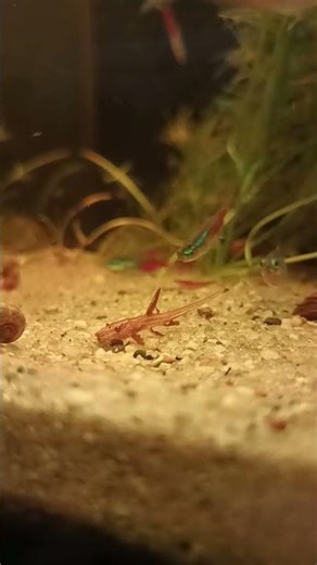 LORICARIA RED #aquarium #aquariumfish #akwarium #akwarystyka #neon #fish #calm #plants #blackwater
