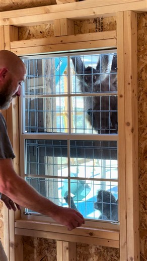 The otter babies indoor house just arrived 🦦🦦 | otters