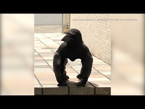 'Gorilla crow' spotted in Japan is taking internet by storm | ABC7