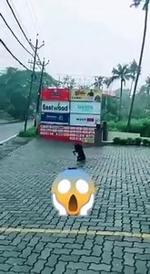 10K views · 108 reactions | Brave and super dog  | Hello Bhutan | Facebook