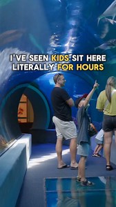 🐠 Family Fun in Maui—All Included with Admission! 🎟️✨If you’re looking for a stress-free, screen-free way to keep the kids entertained (while actually having fun yourself), Maui Ocean Center is where it’s at! 🌊 It’s more than an aquarium—it’s an unforgettable adventure for the whole family!👨‍👩‍👧‍👦 ✅ Shark Tunnel – Watch the kids’ jaws drop as sharks swim right overhead! 🦈😲 ✅ 3D Humpback Whale Movie – A next-level, immersive experience you won’t find anywhere else in Hawai‘i! 🐋🎥 ✅ Trea