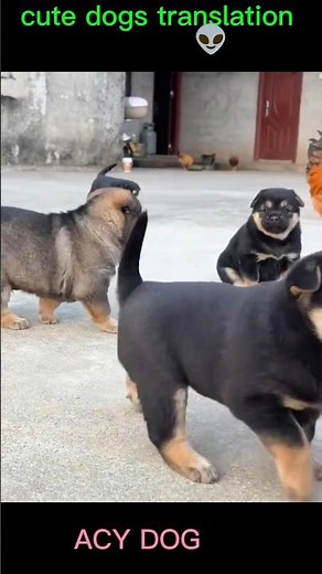 cute baby dogs translation