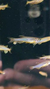 The zebra danio is often overlooked as a beginners fish! But just look at that colour! They are a stunning fish, easy to keep, active, colourful and very hardy! #danio #fish #fishtank #aquarium #zebradanio | Premier aquatics ltd