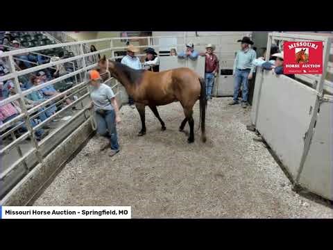 Missouri Horse Auction Springfield, MO