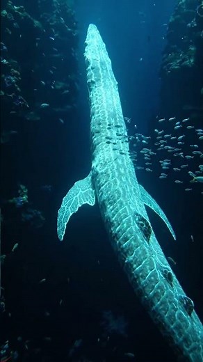 Oarfish: The Real Sea Serpent of the Deep Ocean #4kvideo #deepsea #marinelife #deepbluemysteries