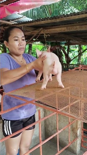 Farmer’s Guide: Handling a Sow in Heat! #farmtips #livestock #pigfarm