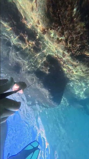 The Atlantic underwater – the best thing you'll see today 😍