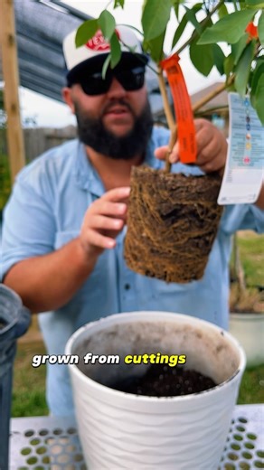 32K views · 673 reactions | How I Grow Container Citrus Trees! | Texas Garden Guy | Facebook