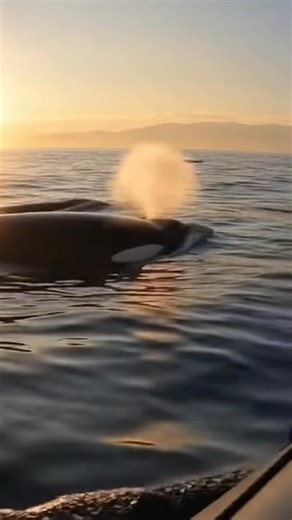 Orca moving along the baot in middle of sea , marine life wildlife Shark Orca dolphin, Sea Creatures ocean pacific American Gulf #oceanlife #marinelife #sealife #underwater #oceanphotography #marinebiology #sea #orca #wildlife #oceanlover #saveouroceans #oceanconservation #shark #dolphin #coralreef #underwaterworld #oceanvibes #deepsea #whalesMeet the Blue Whale, the largest creature on Earth, gracefully gliding through the deep blue ocean. Weighing up to 200 tons and stretching nearly 100 feet 