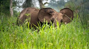 African elephants now listed as critically endangered after dramatic population declines