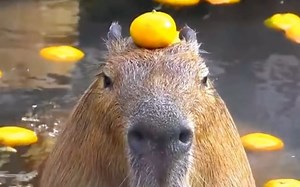 你了解近期顶流capybara吗？