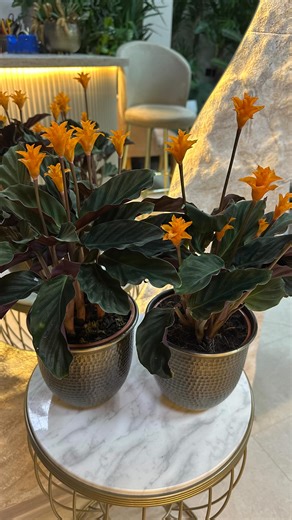 orkide flower on Instagram: "Calathea crocata ile tanışın 🌿 #calathea #duaçiçeği #bitki #çiçek #saksıçiçekleri #salonbitkisi #ofisdekorasyonu #ısparta #çiçekçi #plants #orkideflowerısparta"