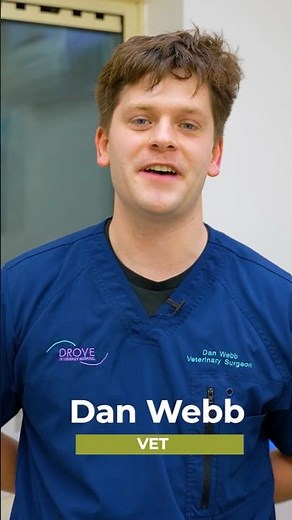 Life at Drove Vets with Dan Webb | Vet Surgeon