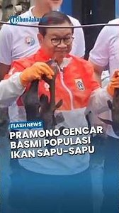 To Reduce the Dominance of Invasive Fish, Pramono Leads a Broom Catching Movement in Kelapa Gading