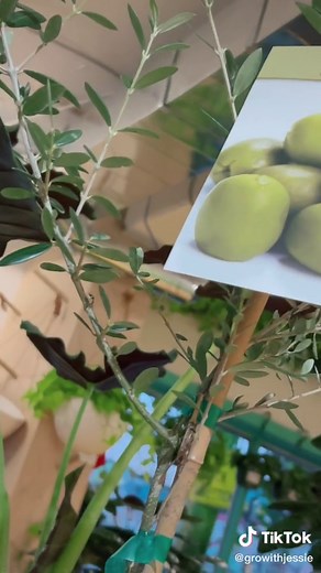 Growing an Olive Tree from Seed to Fruit