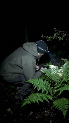 Hunting in the Dark Forest 🌲🌕 | Real Night Footage #NightHunting #Wilderness #ForestLife