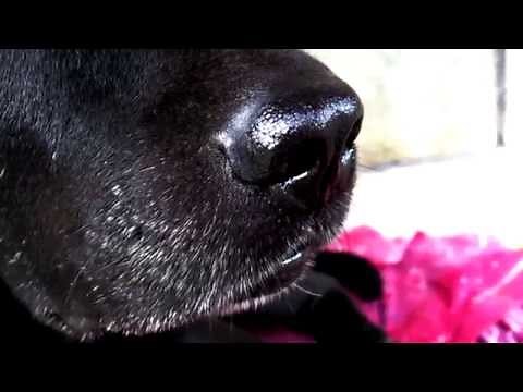 Sniffing Dog Nose HD