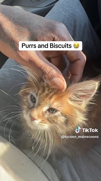 Morning Purrs and Biscuits from Adorable Maine Coon Cat