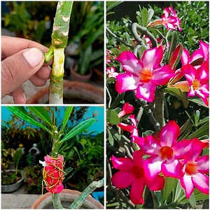 275K views · 2.2K reactions | How to grow adenium tree grafting at home step by step easy Way | Rana Craft | Facebook