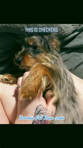 #dorkiepetden #puppy #dorkie #adoptme #checkers #playful #adorable #cute #dog